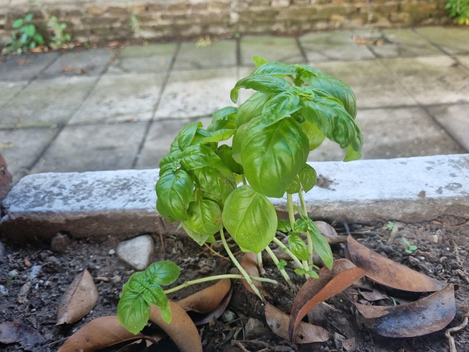 Huerta en casa