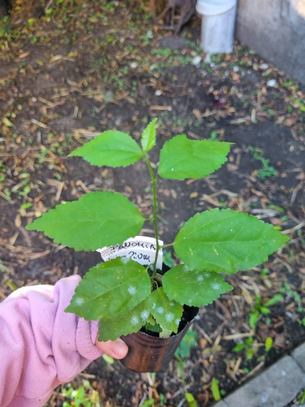 Flora nativa pampeana